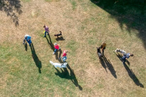 Hunde und ihre Besitzer in einer sozialen Trainingsklasse