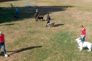Hundeschule in Bern und Umgebung bei einer sozialen Trainingsübung
