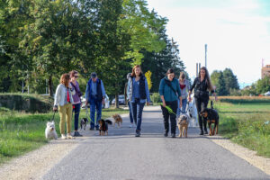 Hunde in sozialem Training in einer Hundeschule in der Schweiz