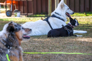 Soziales Hundetraining in Bern auf einem Übungsplatz