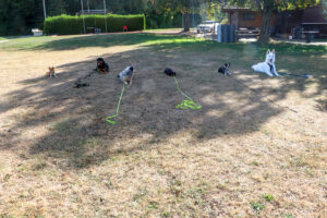 Hundetrainerin arbeitet an sozialem Verhalten mit Hund in Bern - Hundetraining ohne Leckerli
