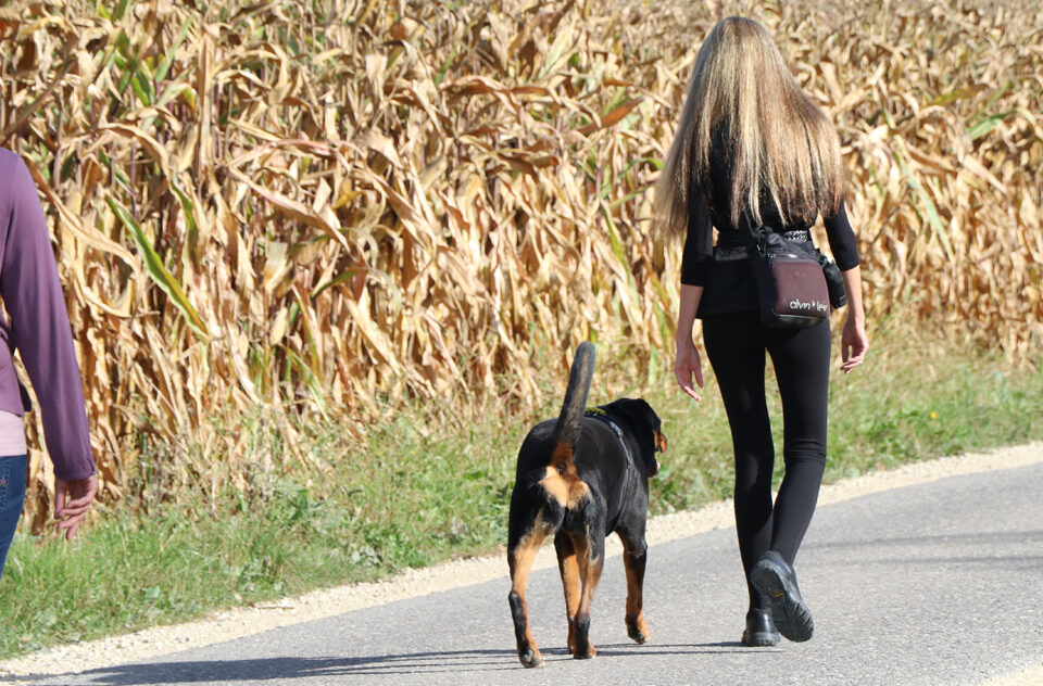 indianische Hundeschule Bern - Natural Dog Move